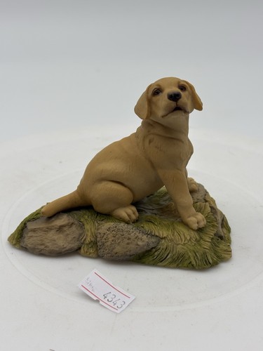 Golden labrador puppy - puppy, marked