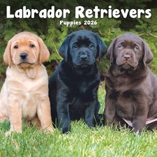 Labrador Retriever Puppies
