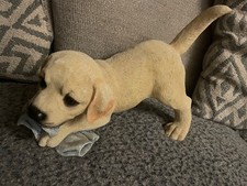 Leonardo golden Labrador dog