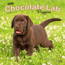 Chocolate Labrador Retriever