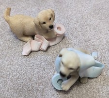 Leonardo Labrador Puppies Dogs