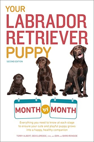 Your labrador retriever puppy - labrador,