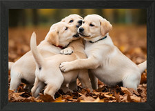 Labrador Puppies Playing in