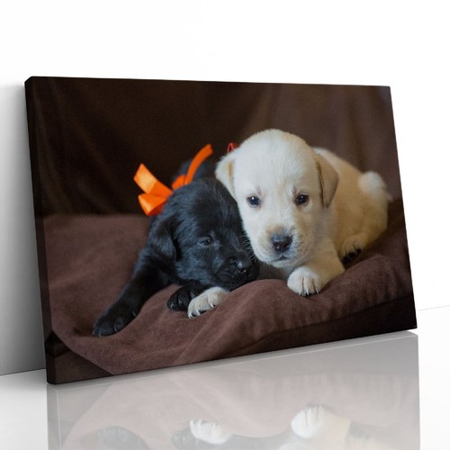 Cute labrador puppies - cute, up