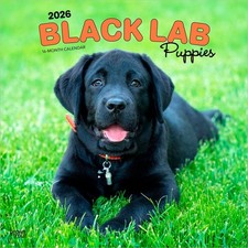 Black Labrador Retriever