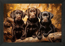 Chocolate labrador puppies