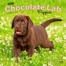 Chocolate Labrador Retriever