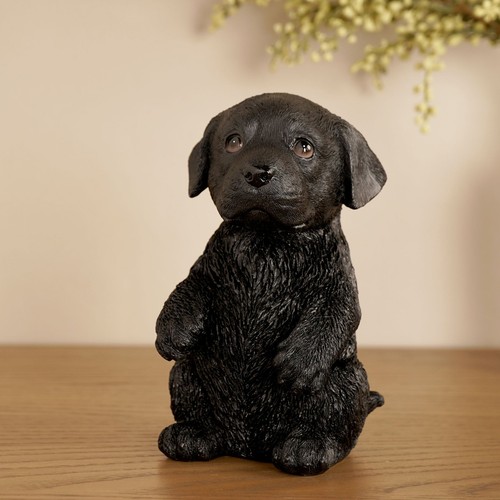 Best breed black labrador - of,