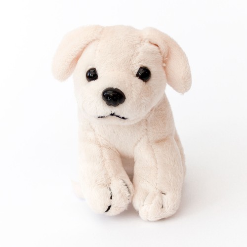 New labrador white puppy - new, dog