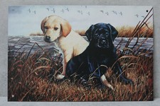 Adorable Labrador Puppies