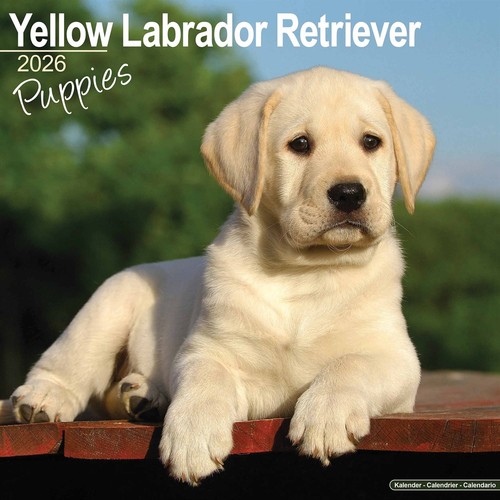 Yellow labrador retriever - labrador,