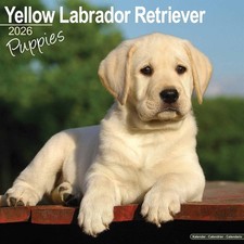 Yellow Labrador Retriever