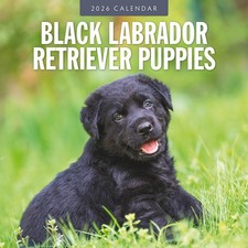 Black Labrador Retriever