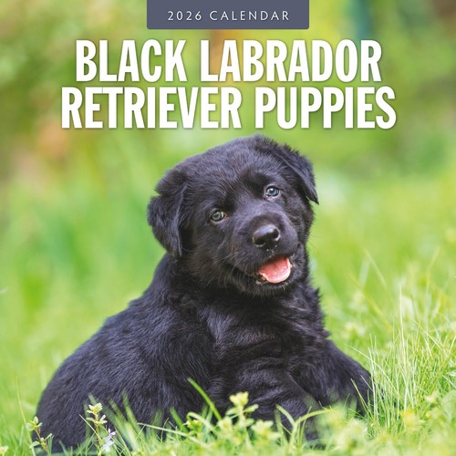 Black labrador retriever - black,