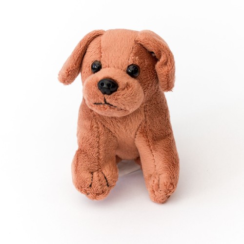 New brown labrador puppy dog - new,