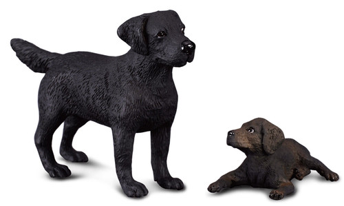 Black labrador retriever dog - black,