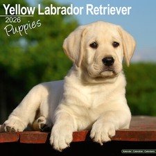 Yellow Labrador Retriever